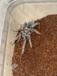 Phormictopus Atrichomatus ~l6