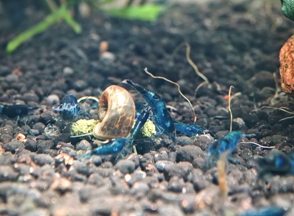 Camarões blue dream