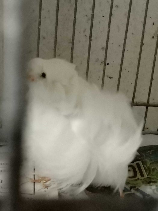 Canários frisados parisienses