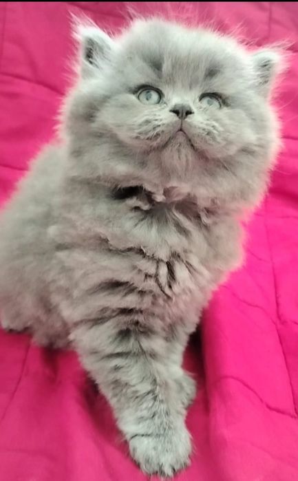 Fêmea British Longhair blue