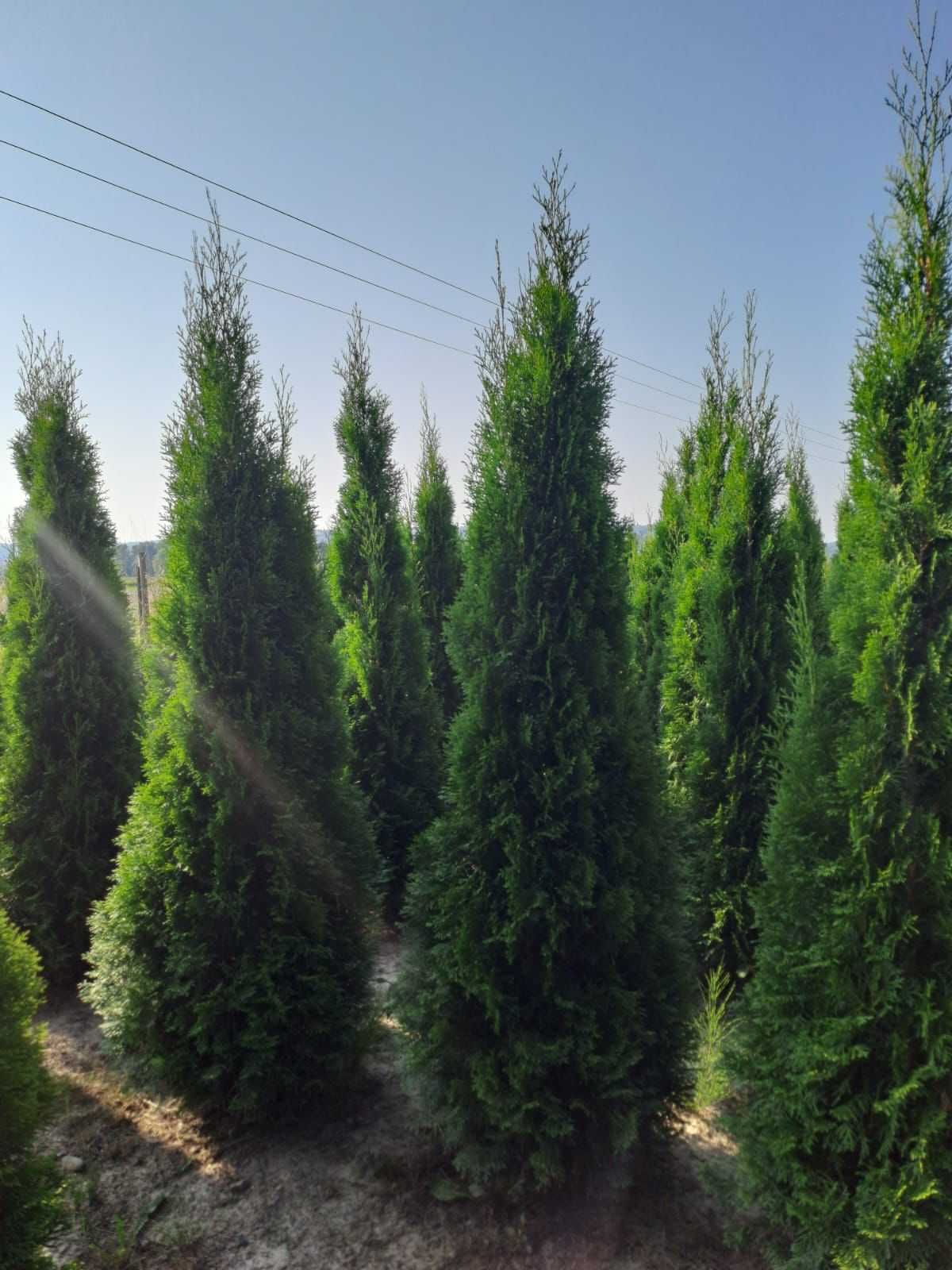 Thuja smaragd 140-160 cm FV Tuja szmaragd Balot Trans gratis Piła