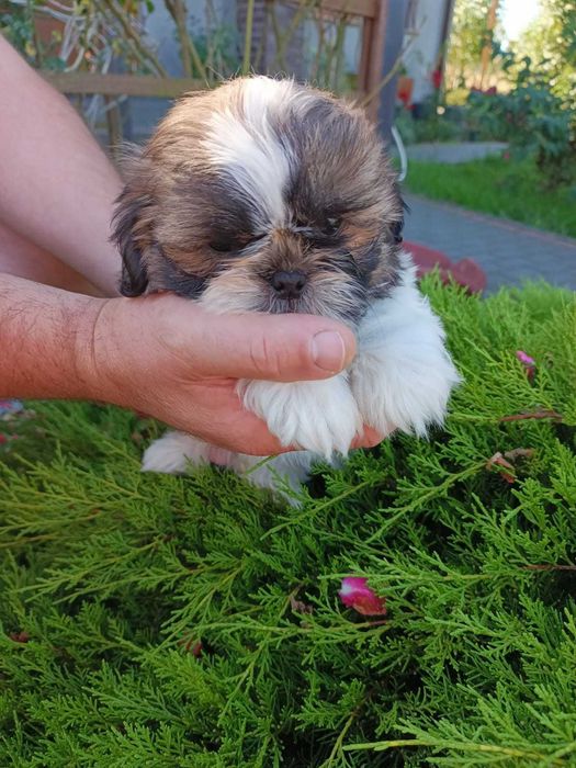 Shihtzu szczeniak
