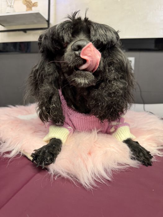 Американский Кокер-спаниель девочка