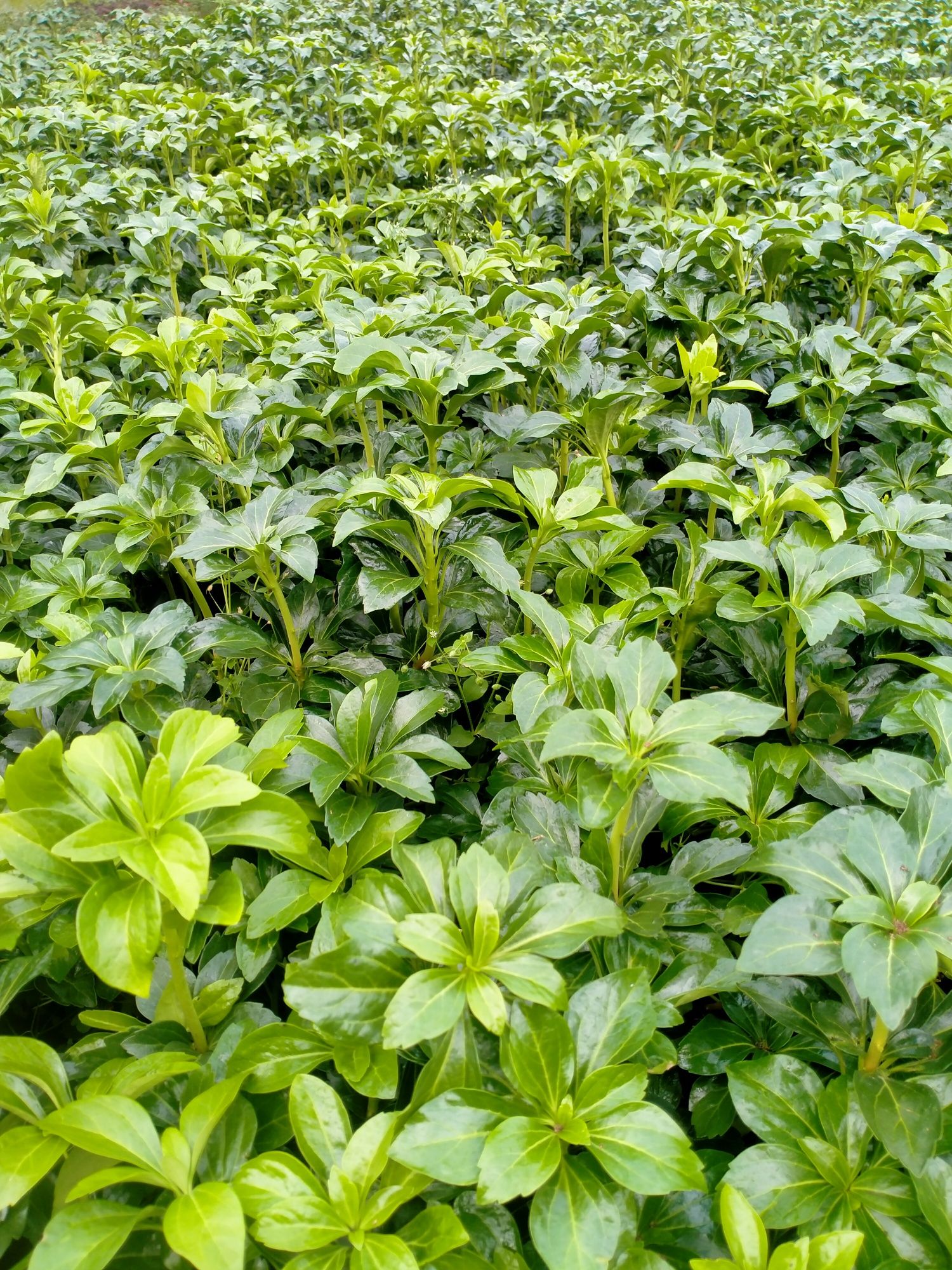 Runianka pachysandra w odmianach