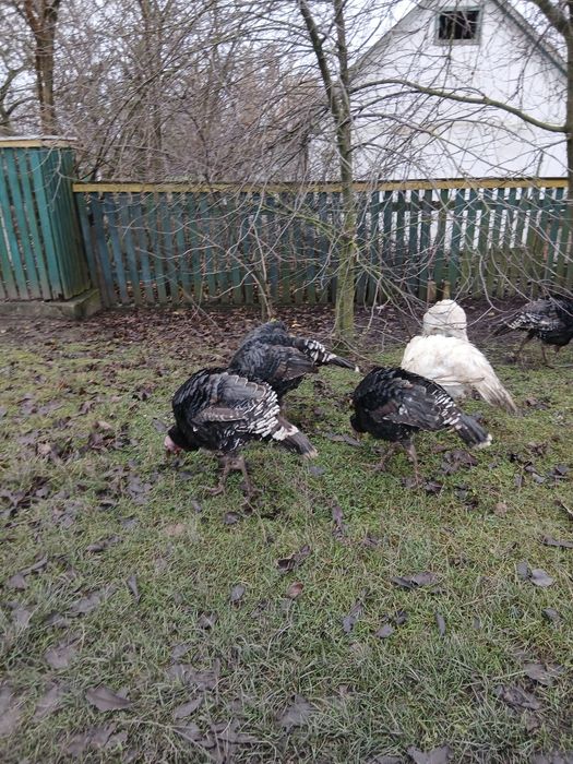 Продам домашніх індиків,індичок,Індички несеться по два рази на рік,