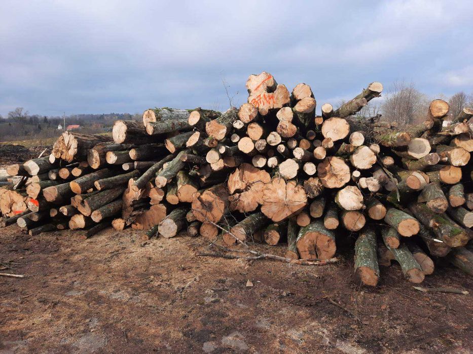 Drewno drzewo kominkowe i opałowe grab grabowe