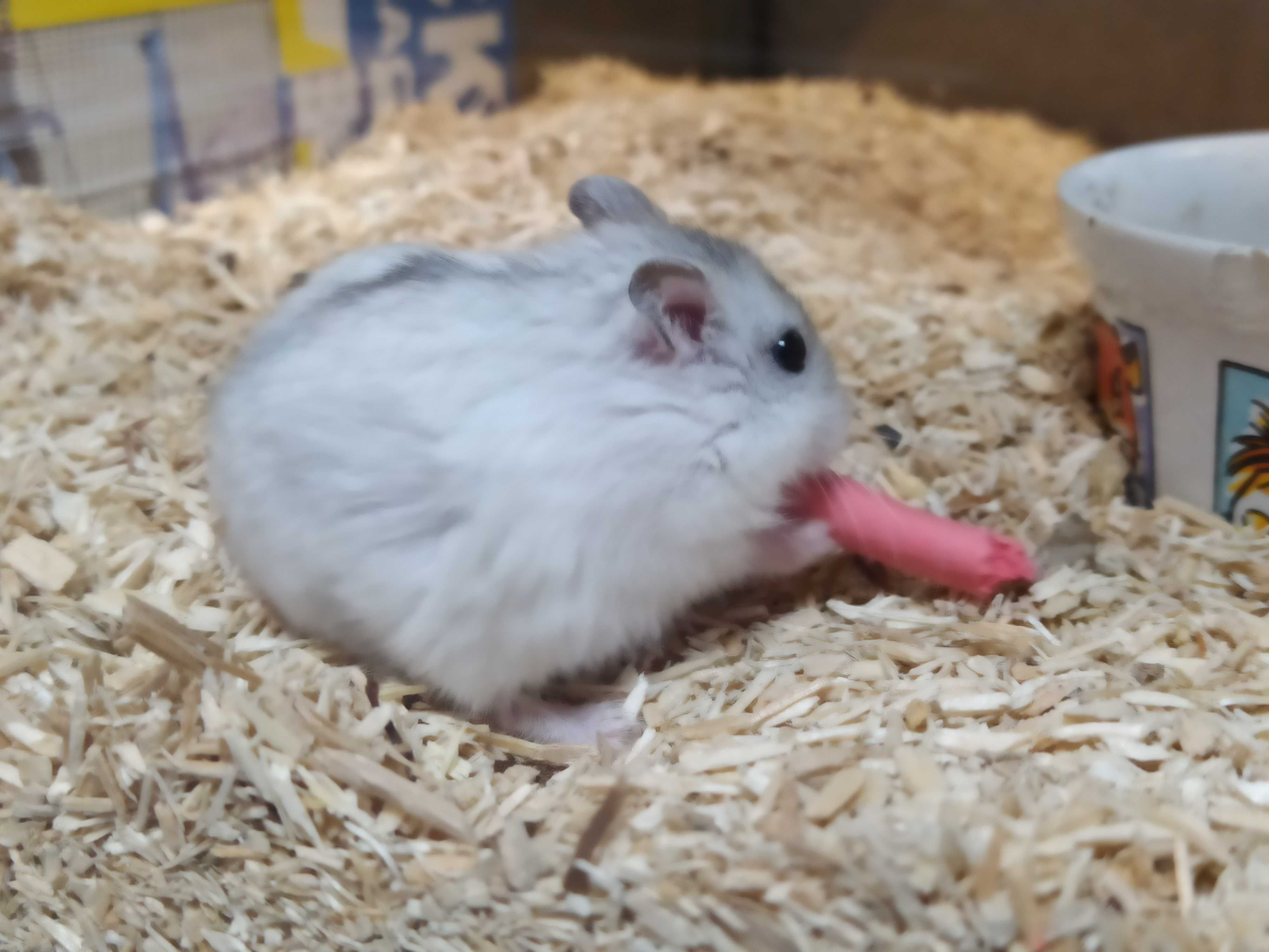 Młodziutki Chomik Dżungarski
