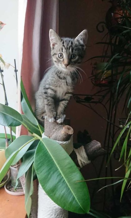 Кошенята шукають відповідальні родини