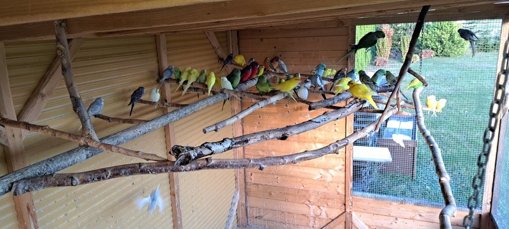 papugi faliste z woliery zewnętrznej