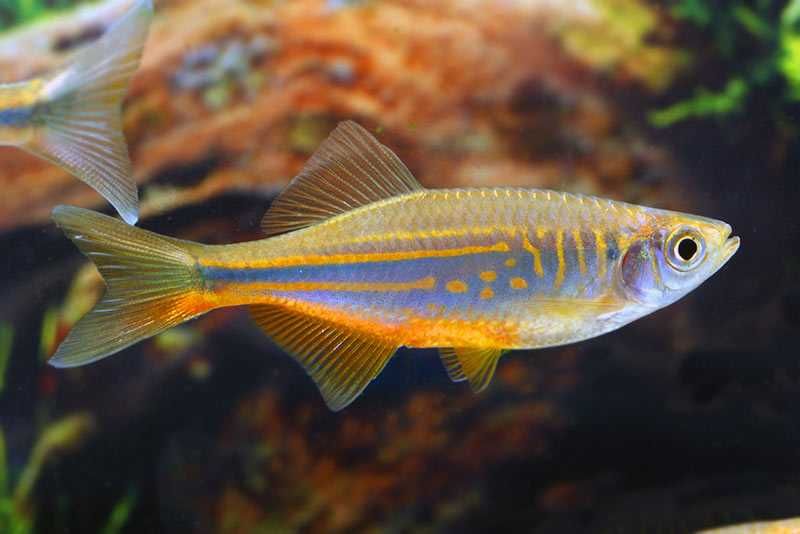 Danio malabarskie rybka akwariowa
