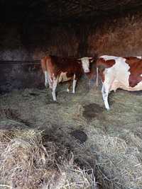 Likwidacja stada, krowy mleczne
