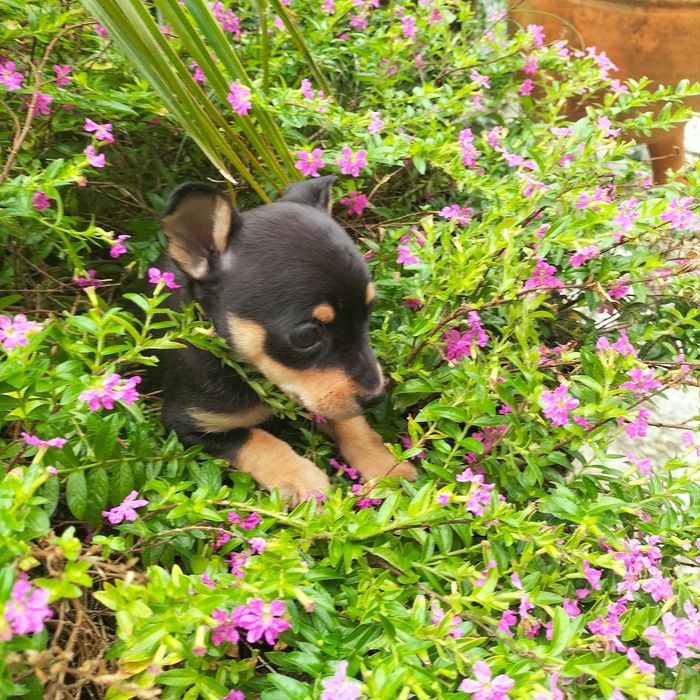 Pinscher fêmea belíssima