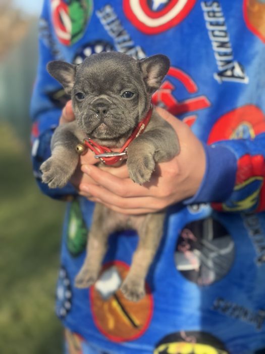 Цінні цуценята як в племінну роботу так і в шикарні улюбленці!