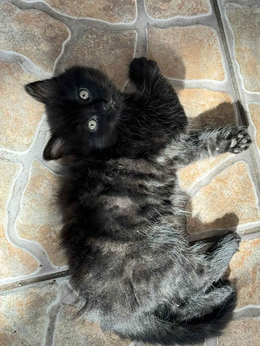 Czubaka czeka na swój domek