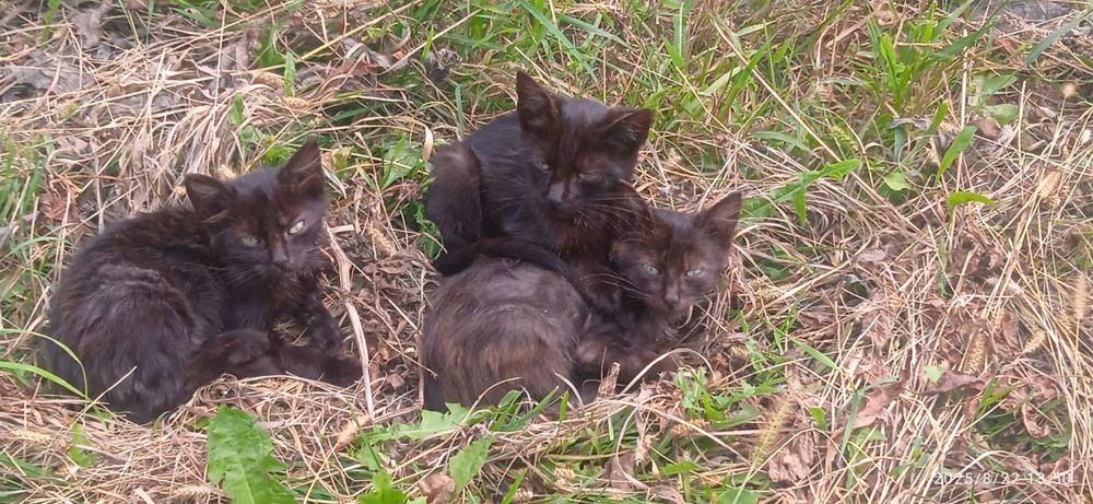 Кошенята два котика і одна кішкав добрі руки
