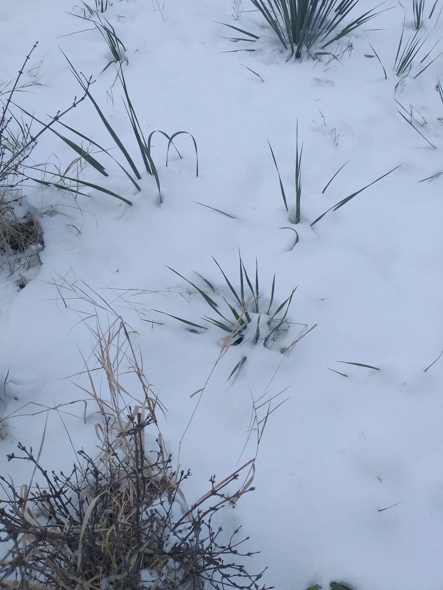 Yucca Rostrata  .Юкка Рострата