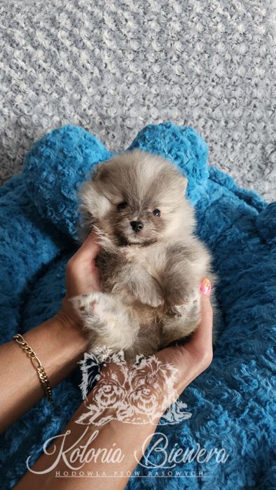 Piesek Szpic miniaturowy/ Pomeranian PASZPORT!!