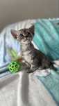 Devon rex Jojo Kocia Uciecha