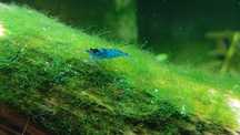 Camarões Neocaridina "Blue Carbon Rili"
