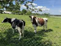 Krowy mleczne cielne