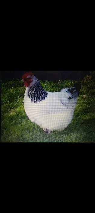 Kury nioski DOWÓZ GRATIS 7.8.1.6.3.6.4.3