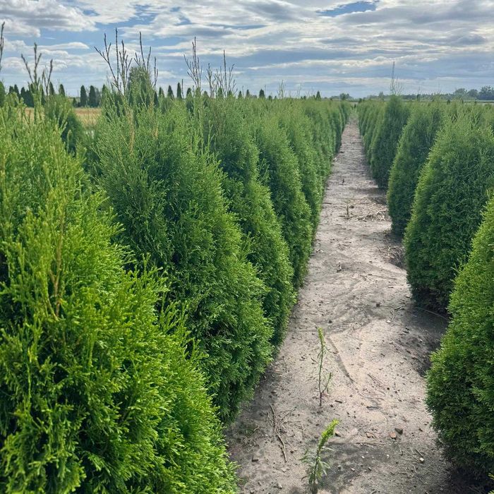 Żywotnik zachodni ‘Smaragd’ – piękne sadzonki na żywopłot