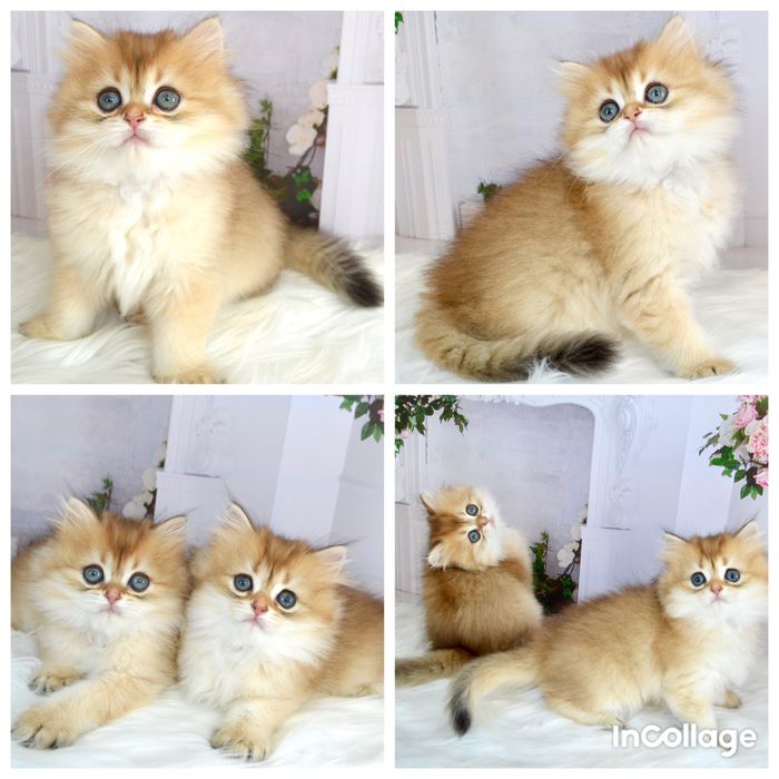 Британские котята золотая шиншилла