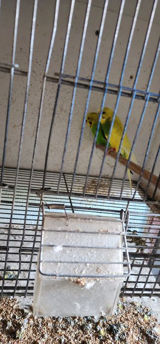 Piriquitos portador de asa negra e hagaromo