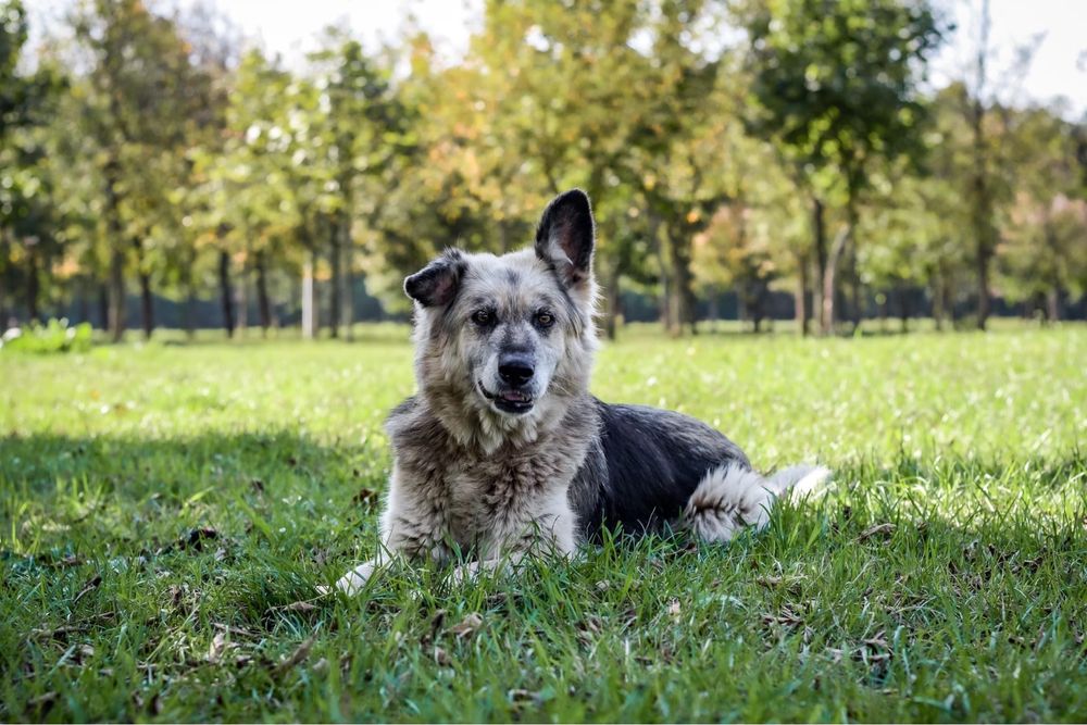 Ramona-piękna satrsza suczka czeka na wymarzony dom-adopcja