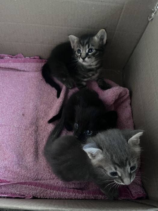 Кошенята хлопчики в добрі руки