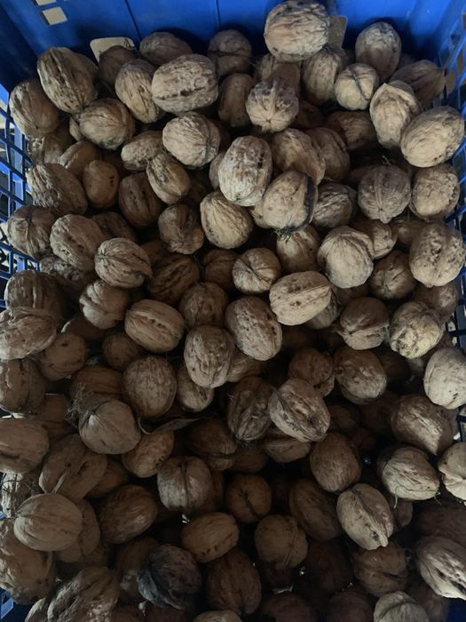Продамо горіхи  23,24 роки
