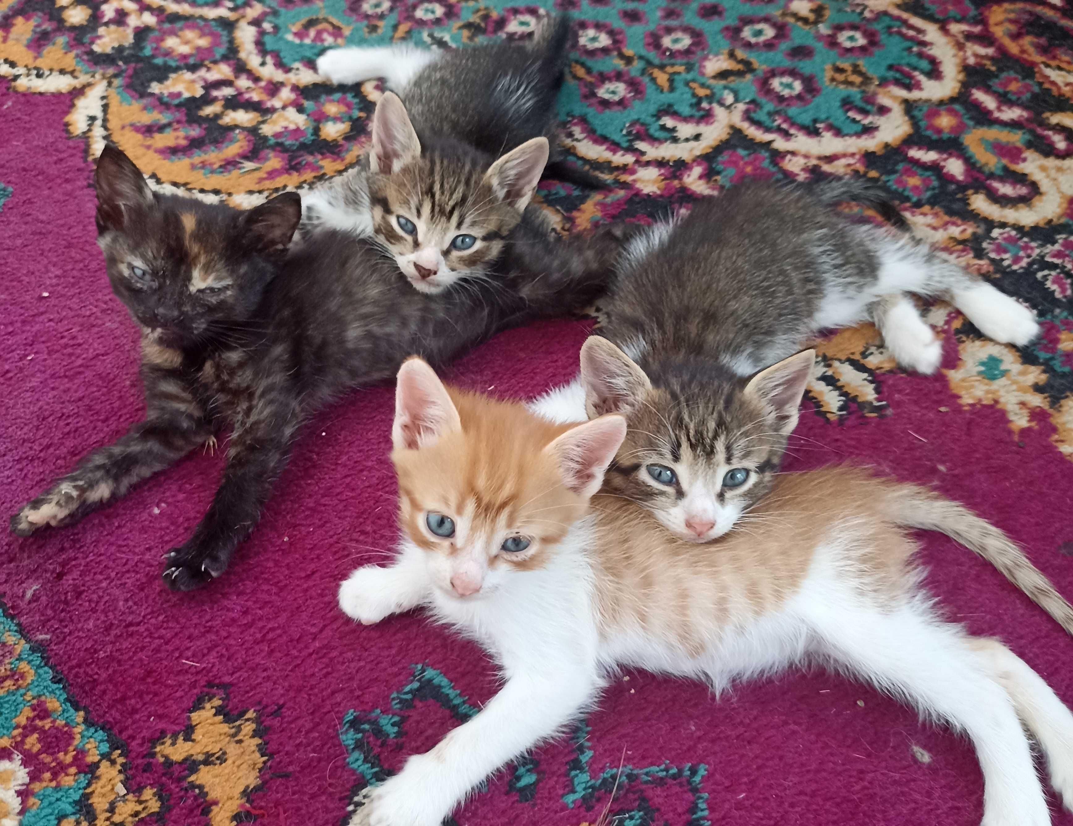 Віддам кошенят (безкоштовно)