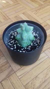 Myrtillocactus Geometrizans Fukurokuryuzinboku kaktus kolekcjonerski
