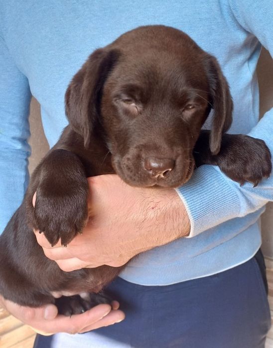 Крупный Шоколад коричневый Лабрадор Ретривер щенки питомника