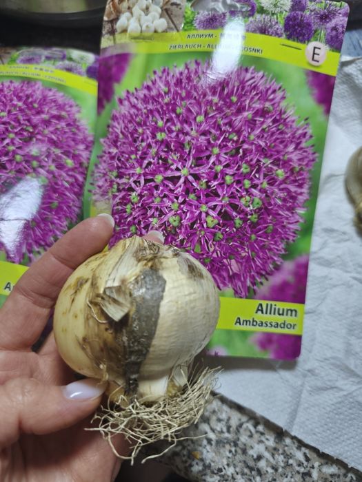 Цибулина Аліума Амбассадор