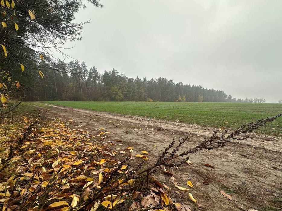 Продаж ділянки 335 соток біля лісу