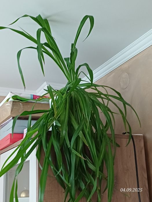 Zielistka z doniczką