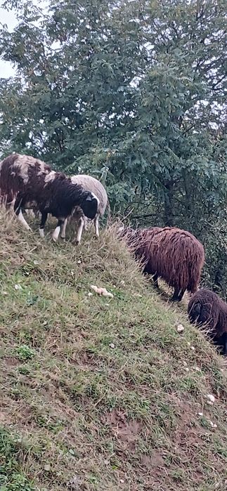Стадо овець с.Тарасовка