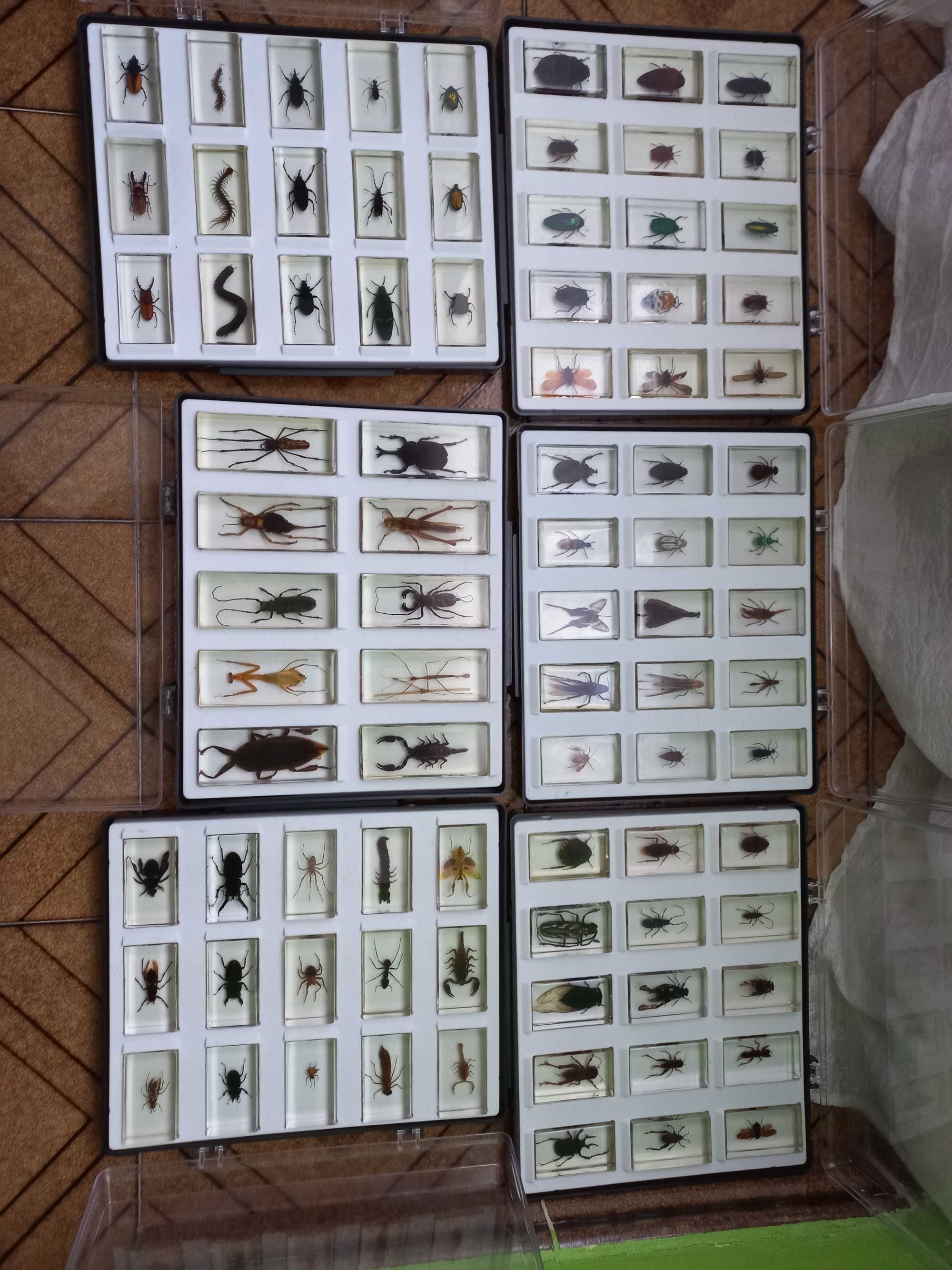 Coleção de insectos!