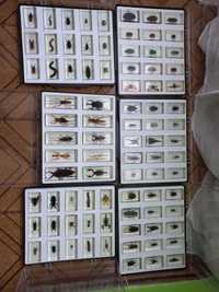 Coleção de insectos!