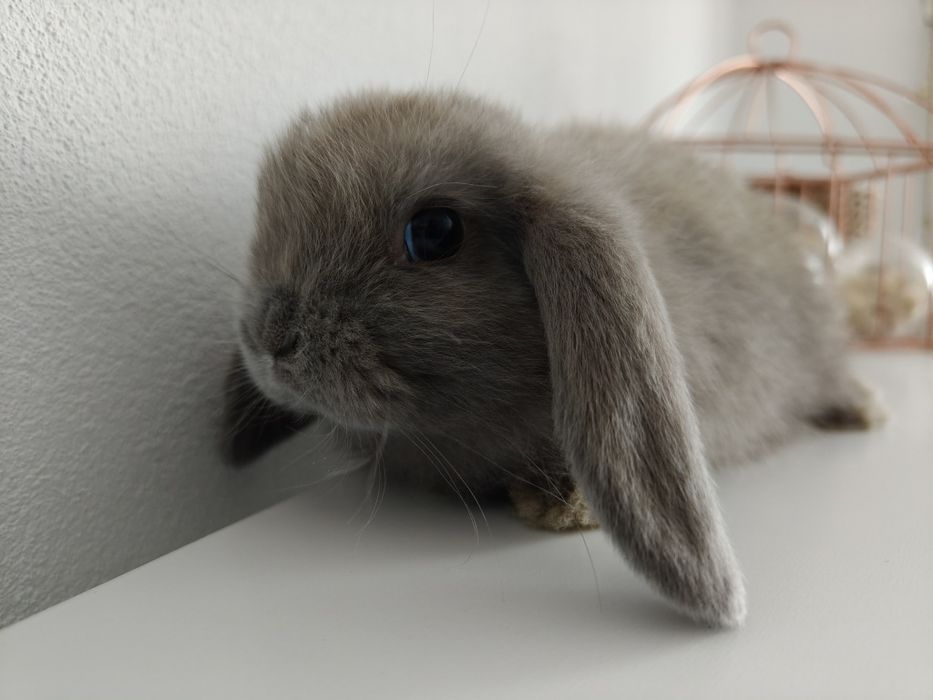 Mini Lop królik gotowe do odbioru