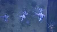 Ryba Pterapogon kauderni . Akwarium morskie