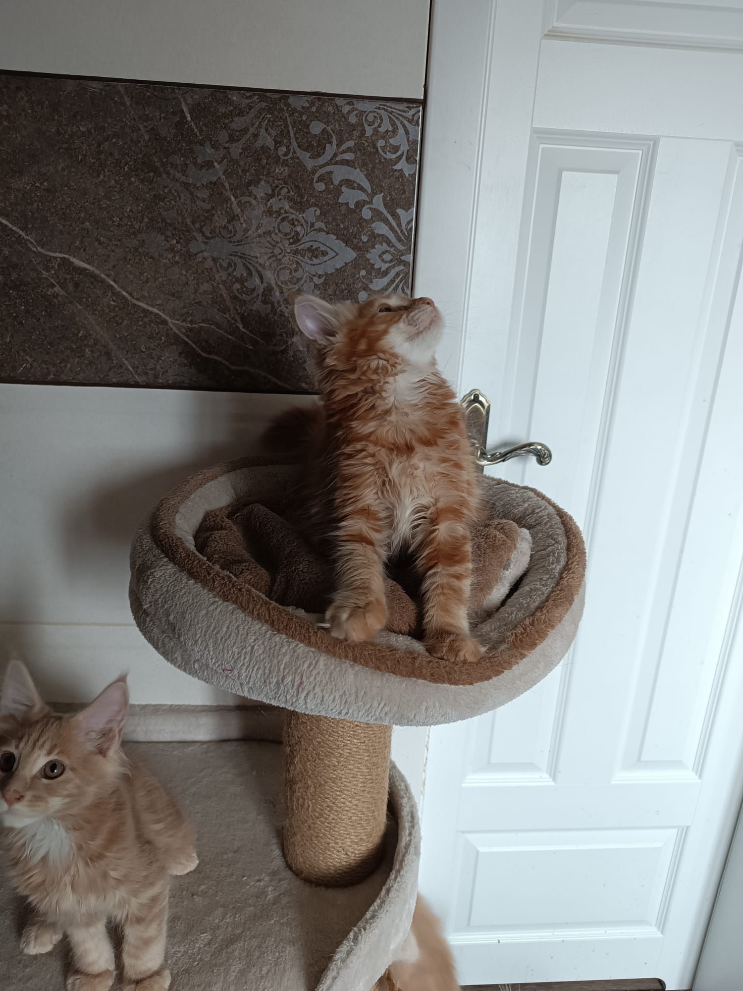 Maine coon FPL.Koteczka,,kot rasowy GOTOWA DO ODBIORU