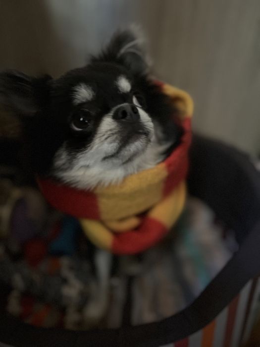 Вязка с кобелем чихуахуа длинношерстный пепельный