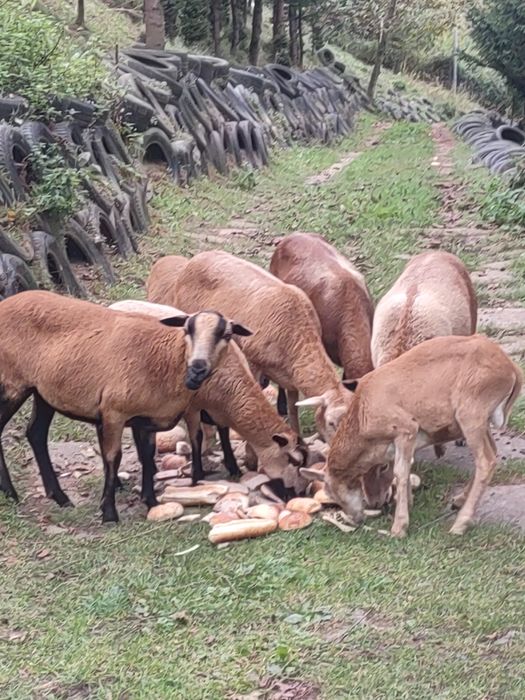 Sprzedam owce rasy Barbados i Nelana