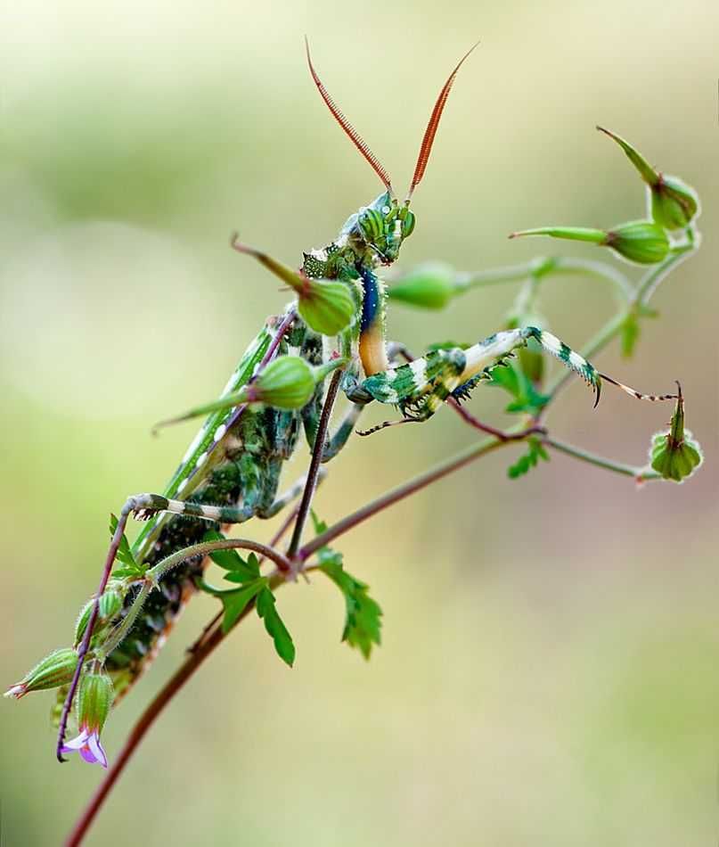 Blepharopsis mendica Modliszka Pustynna