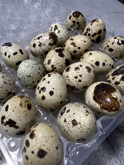 Яйця перепилині домашні