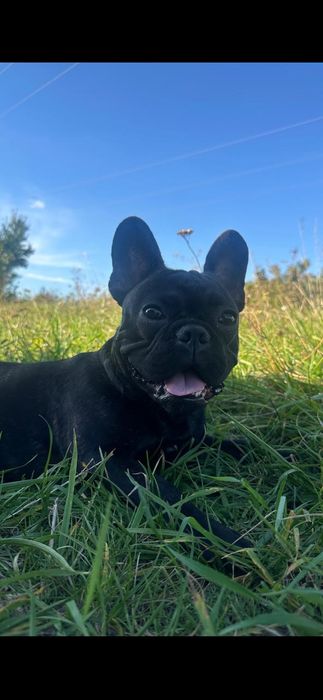 В'язка французского бульдога