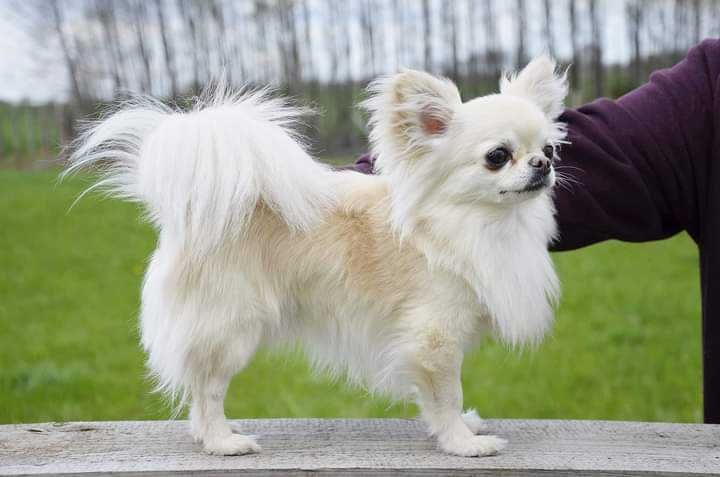 Chihuahua fci szczeniak
