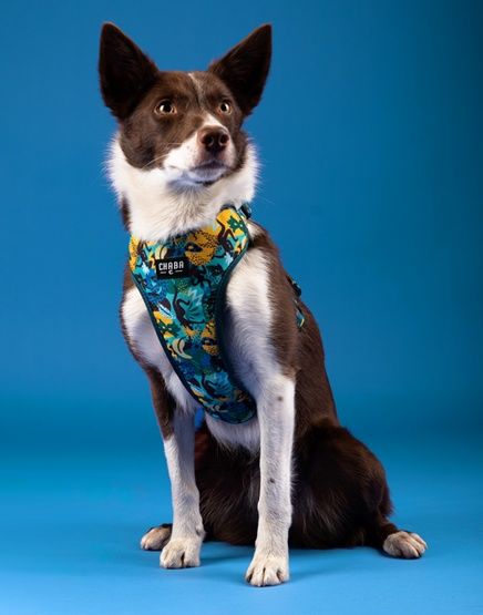 Hydrofobowe szelki bezuciskowe dla psa - Chaba Story S Carnival 16mm